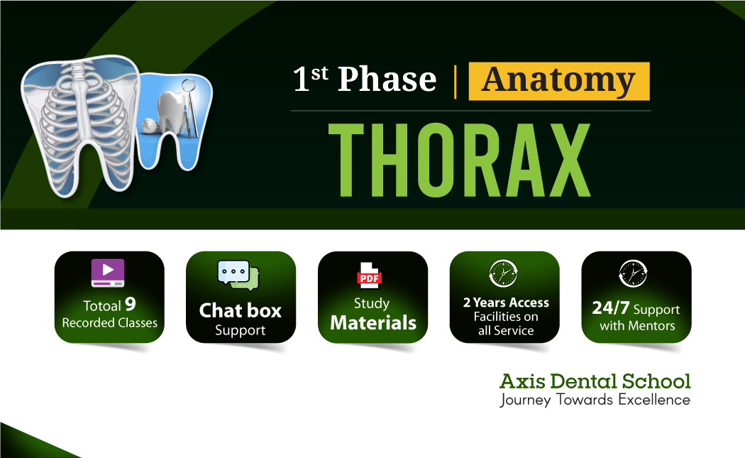 Thorax